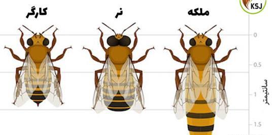 عکس نقاشی زنبورعسل ساده مرحله به مرحله