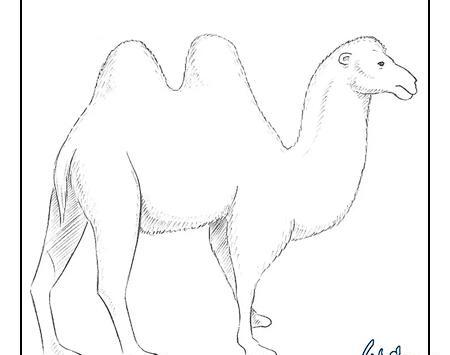 عکس نقاشی شتر زیبا