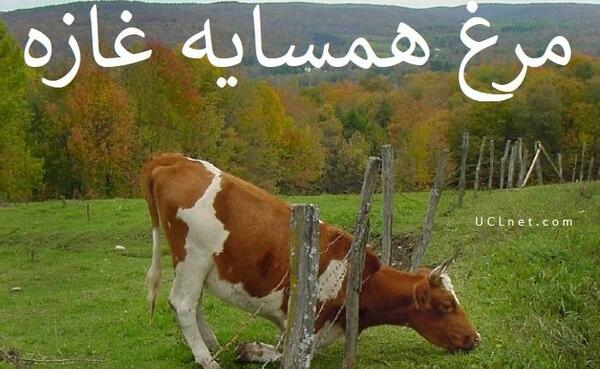 عکس نقاشی درباره ضرب المثل مرغ همسایه غاز است