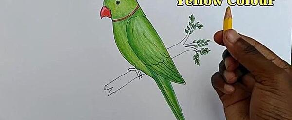 عکس نقاشی طوطی زیبا