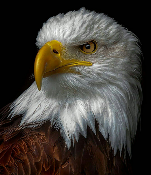 عکس نقاشی عقاب سخت