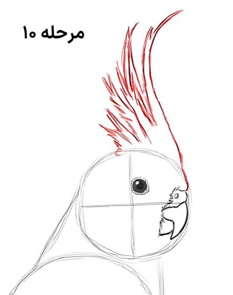 عکس نقاشی عروس هلندی