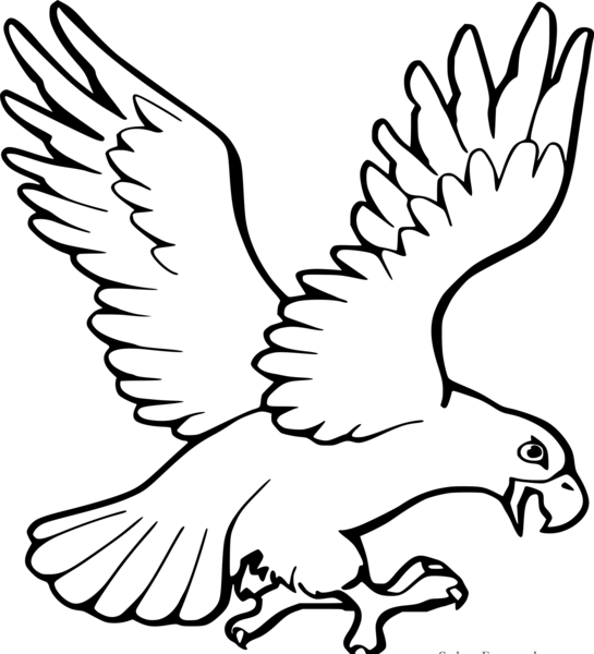 عکس نقاشی کودکانه عقاب و خفاش