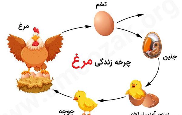 عکس نقاشی غذای مرغ