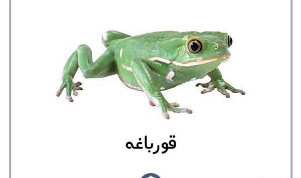 عکس نقاشی قورباغه با حرف ق