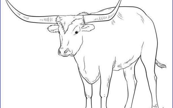 عکس نقاشی گاو وحشی