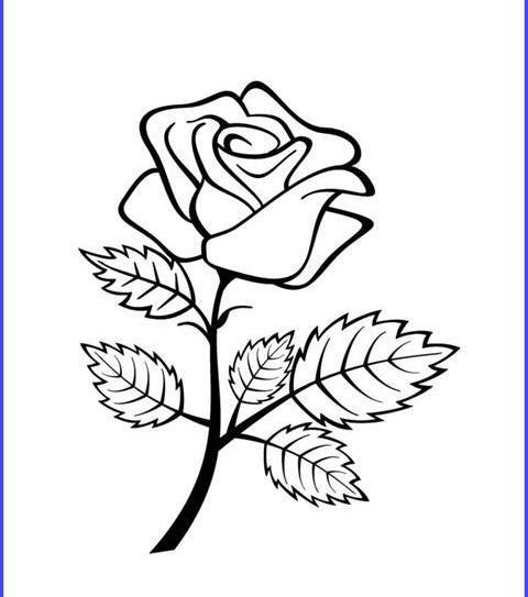 عکس نقاشی گل ساده رز