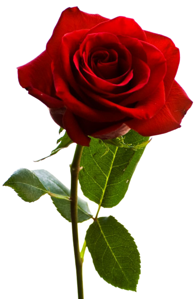 عکس پاپی های خوشگل