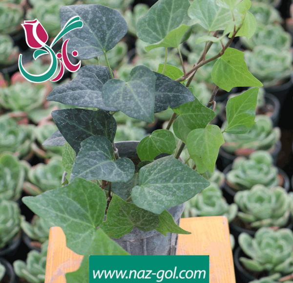 عکس گل پاپیتال