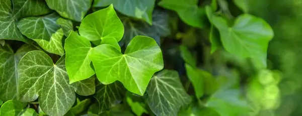 عکس گل پاپیتال