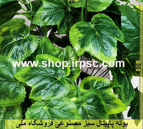 عکس گل پاپیتال