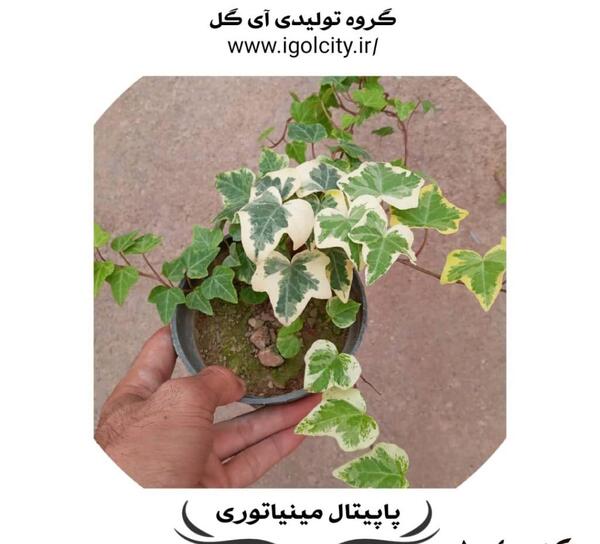 عکس انواع گل پاپیتال