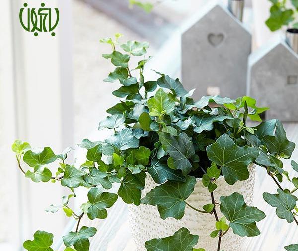 عکس از گیاه پاپیتال