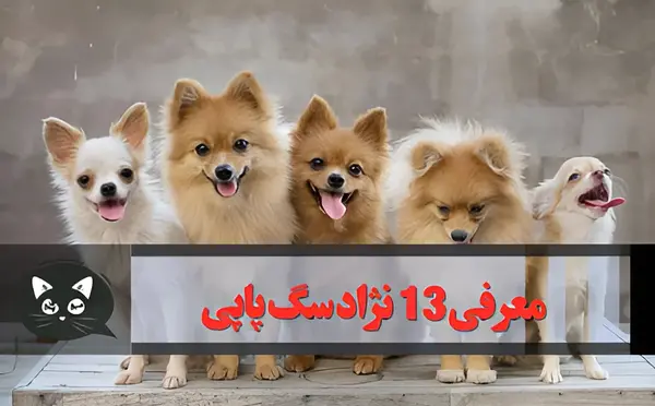 عکس های پاپی کوچولو