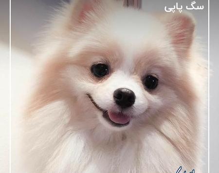 عکس پاپی خیلی کوچولو
