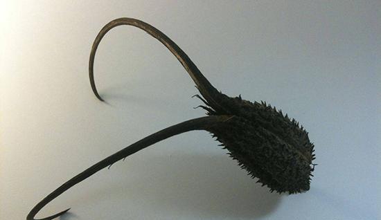 عکس گیاه پنجه شیطان