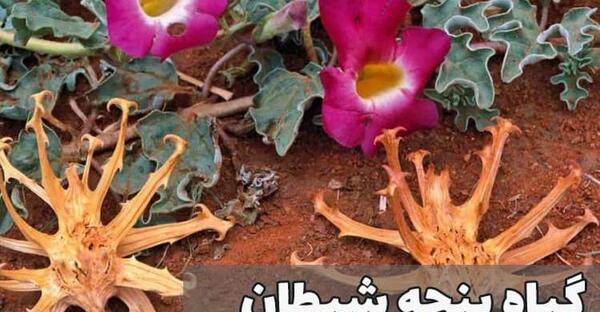 عکس گیاه پنجه شیطان