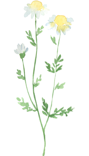 عکس گیاه پنجه ی شیطان