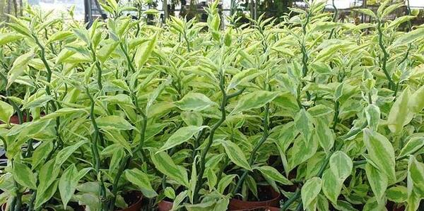 عکس گیاه پنجه ی شیطان