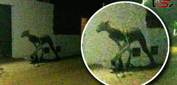 عکس سگ شیطانی