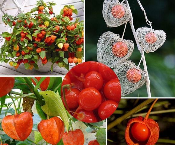 عکس گل عروسک پشت پرده