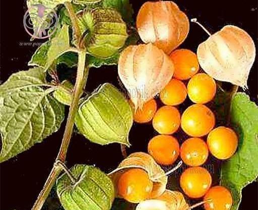 عکس گل عروسک پشت پرده