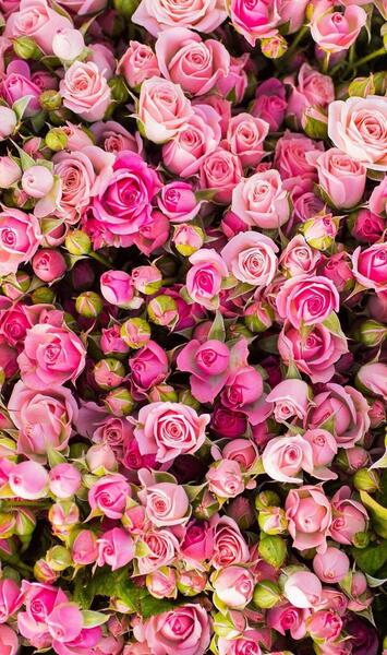عکس دسته گل عروسک