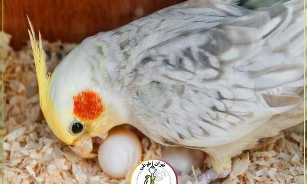 عکس جوجه یک روزه عروس هلندی