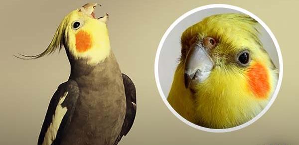 عکس بچه عروس هلندی یک ماهه