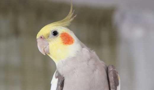 عکس بچه عروس هلندی یک ماهه