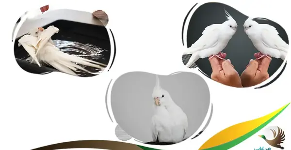 عکس عروس هلندی نر و ماده البینو