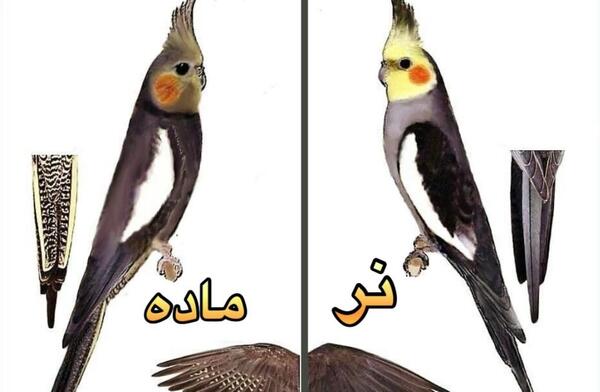 عکس عروس هلندی نر و ماده سفید