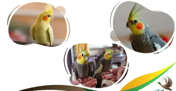 عکس نژاد های مختلف عروس هلندی