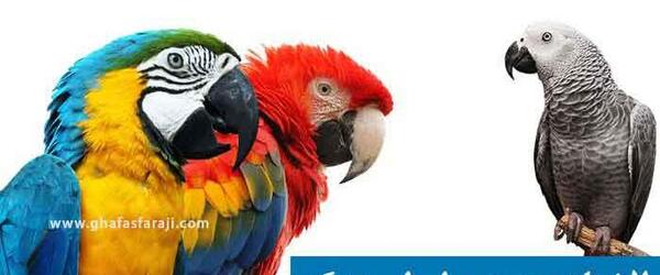 عکس بزرگترین عروس هلندی دنیا