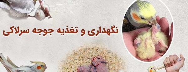 عکس عروس هلندی از بچگی تا بزرگی