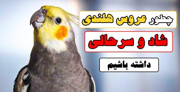 عکس عروس هلندی از بچگی تا بزرگی