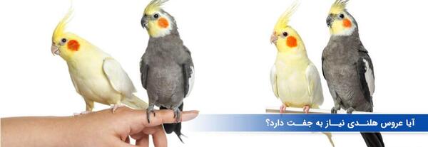 عکس عروس هلندی از بچگی تا بزرگی