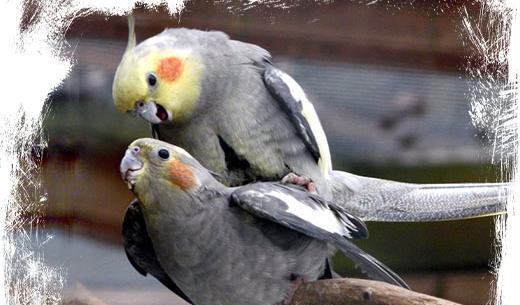 عکس عروس هلندی بالغ نر