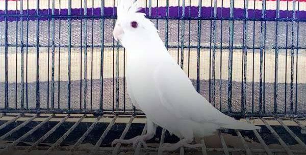 عکس عروس هلندی خاکستری معمولی