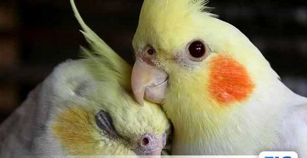 عکس عروس هلندی دو ماهه نر