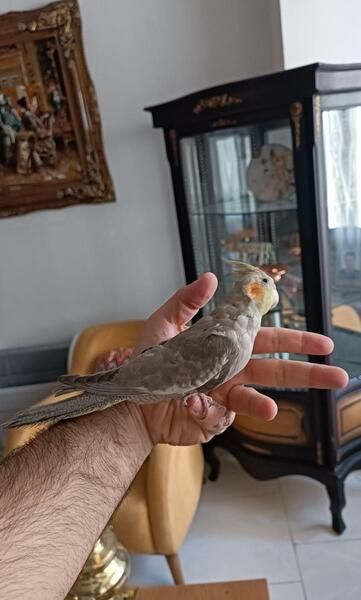 عکس عروس هلندی 2 ماهه