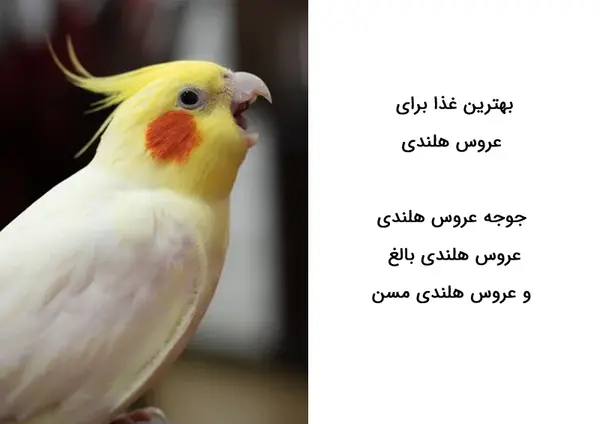 عکس عروس هلندی 2 ماهه