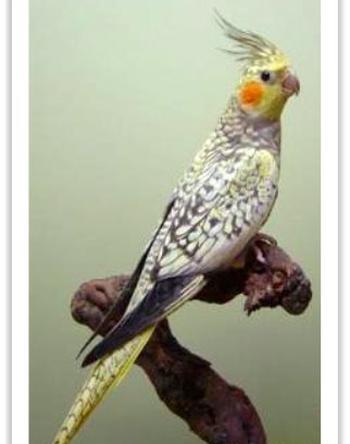 عکس عروس هلندی مرواریدی نر