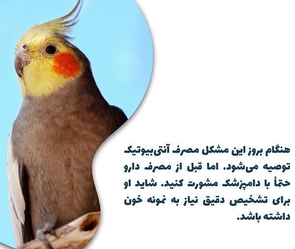 عکس مدفوع عروس هلندی مریض