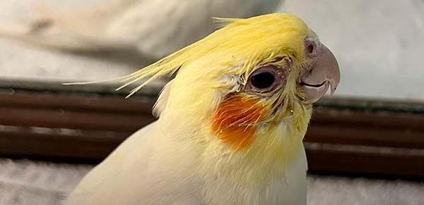 عکس جوجه عروس هلندی مریض