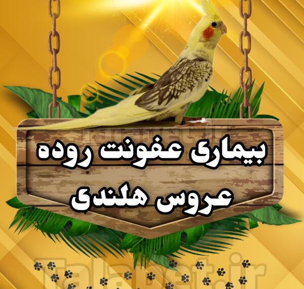 عکس مریضی های عروس هلندی