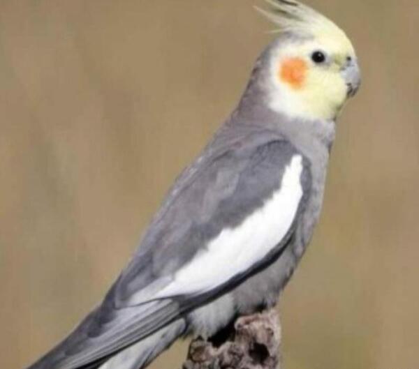 عکس گل باقالی عروس هلندی