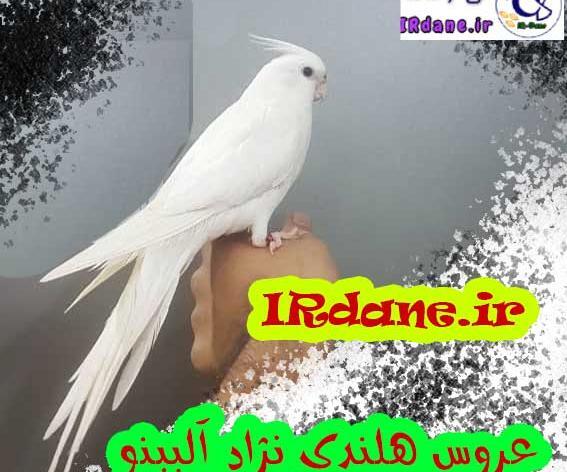عکس عروس هلندی رنگ قرمز