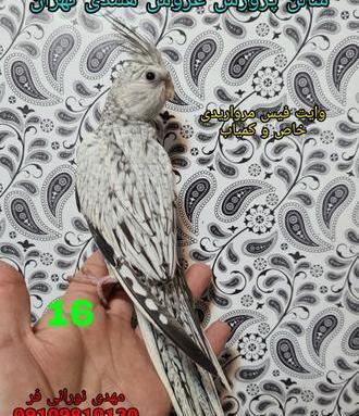 عکس کمیاب ترین عروس هلندی