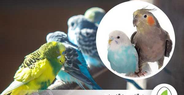 عکس عروس هلندی و کوتوله